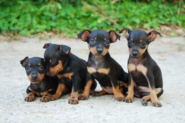 pinscher miniatura cachorros